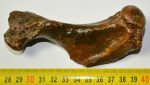 Pagophilus groenlandicus fóka humerus csont (120 mm)