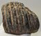 Mammuthus sp. részleges mamut fog (946 gramm)
