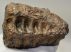 Mammuthus sp. partial tooth (946 grams)