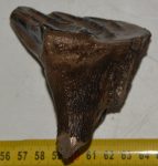 Mammuthus meridionalis tooth (224 grams) Southern Mammoth