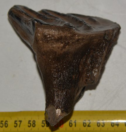Mammuthus meridionalis tooth (224 grams) Southern Mammoth