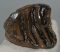 Mammuthus meridionalis tooth (224 grams) Southern Mammoth