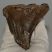 Mammuthus meridionalis tooth (224 grams) Southern Mammoth