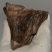 Mammuthus meridionalis tooth (224 grams) Southern Mammoth