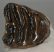 Mammuthus meridionalis tooth (224 grams) Southern Mammoth