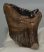 Mammuthus meridionalis tooth (224 grams) Southern Mammoth