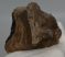 Mammuthus meridionalis tooth (224 grams) Southern Mammoth