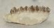Leptomeryx evansi részleges maxilla