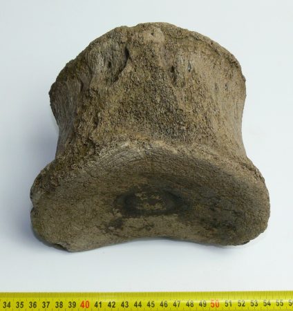 Mammuthus meridionalis partial vertebra (2980 grams)