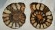 10 pairs of hematite ammonites from Morocco (217 grams)