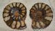 10 pairs of hematite ammonites from Morocco (217 grams)