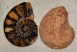 10 pairs of hematite ammonites from Morocco (217 grams)