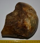   Mammuthus primigenius részleges femur csont (202 mm x 184 mm)