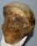 Mammuthus primigenius partial femur bone (202 mm x 184 mm)