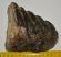 Mammuthus meridionalis részleges fog (1285 gramm)