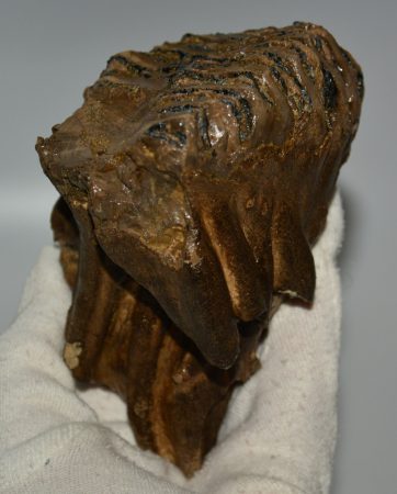 Mammuthus primigenius tooth (679 grams) Woolly Mammoth molar