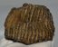 Mammuthus primigenius tooth (679 grams) Woolly Mammoth molar