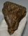 Mammuthus primigenius tooth (679 grams) Woolly Mammoth molar