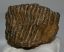 Mammuthus primigenius tooth (679 grams) Woolly Mammoth molar