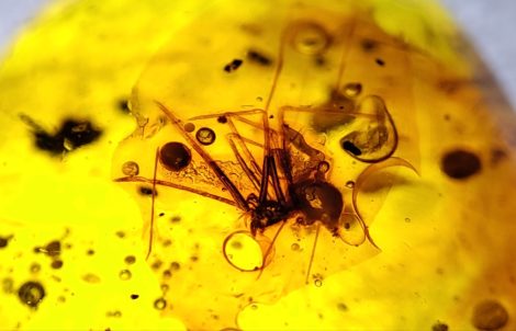 Therididae spider fossil in Dominican amber