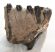 Mammuthus meridionalis részleges fog (759 gramm) ELFOGYOTT (M) 06