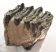 Mammuthus meridionalis részleges fog (759 gramm) ELFOGYOTT (M) 06