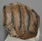Mammuthus meridionalis partial tooth (1260 grams)