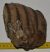 Mammuthus meridionalis partial tooth (1260 grams)