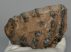 Mammuthus meridionalis partial tooth (1260 grams)