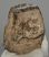 Mammuthus meridionalis partial tooth (1260 grams)