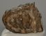 Mammuthus meridionalis partial tooth (1260 grams)