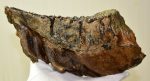 Mammuthus primigenius alsó fog (1512 gramm) Gyapjas mamut