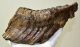 Mammuthus primigenius alsó fog (1512 gramm) Gyapjas mamut