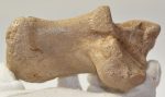 Equus sp. calcaneus bone 