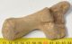 Equus sp. calcaneus bone 
