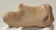 Equus sp. calcaneus bone 