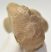 Equus sp. calcaneus bone 