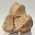 Equus sp. calcaneus bone 