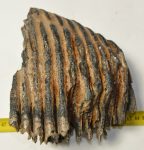 Mammuthus primigenius részleges fog  (1974 gramm)