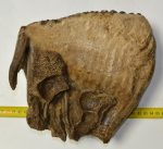 Mammuthus primigenius felső fog (3291 gramm) gyapjas mamut