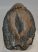 Mammuthus meridionalis részleges fog (1440 gramm)