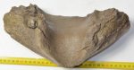 Mammuthus meridionalis részleges állkapocs (3609 gramm)