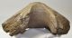 Mammuthus meridionalis részleges állkapocs (3609 gramm)
