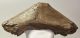 Mammuthus meridionalis részleges állkapocs (3609 gramm)