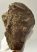 Mammuthus meridionalis részleges állkapocs (3609 gramm)