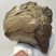 Mammuthus meridionalis részleges állkapocs (3609 gramm)
