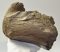Mammuthus meridionalis részleges állkapocs (3609 gramm)