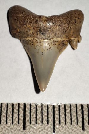 Jeakelotodus trigonalis shark tooth from Belgium