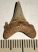 Jeakelotodus trigonalis shark tooth from Belgium