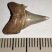 Jeakelotodus trigonalis shark tooth from Belgium